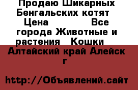 Продаю Шикарных Бенгальских котят › Цена ­ 17 000 - Все города Животные и растения » Кошки   . Алтайский край,Алейск г.